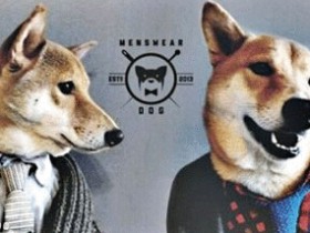 [猎奇]代言广告的模特狗——Bodhi