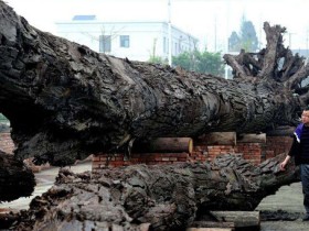 乌木是什么,为何乌木那么值钱?