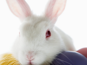[业余]教你如何养好一只兔子，兔子什么能吃什么不能吃