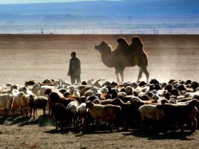 牧羊人的呼唤——原创征文作品