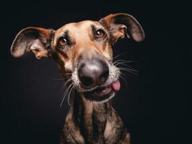 中篇连载——光棍老艮:第一章-鸡鸣狗盗1